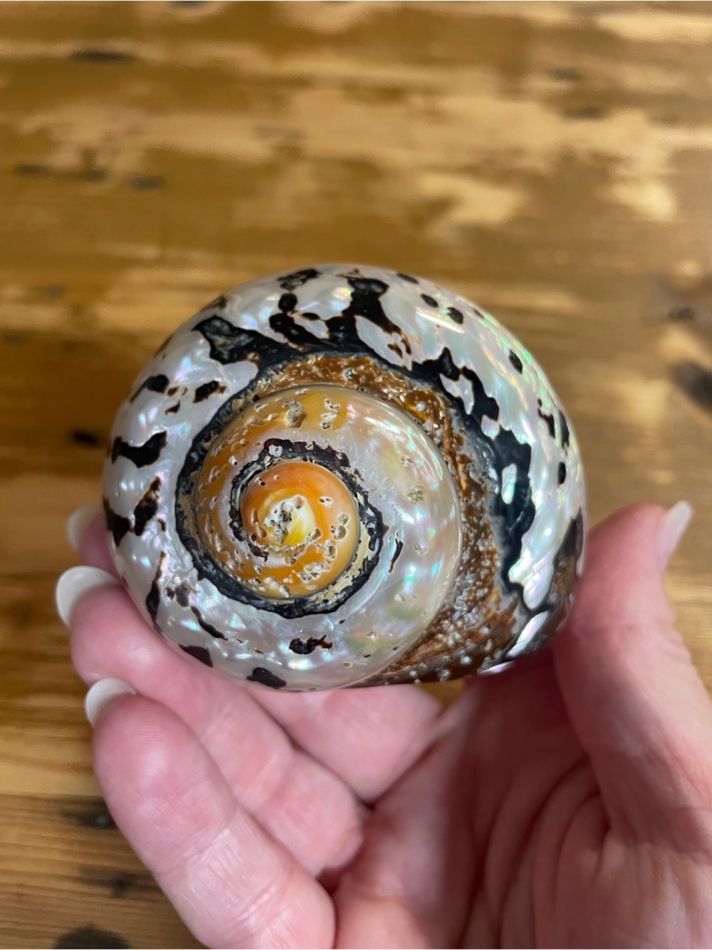 Polished pearl turbo shell pristine. Great color